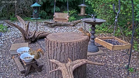 LIVE 24/7 Indiana Birds, Squirrels and Wildlife Feeder Cam