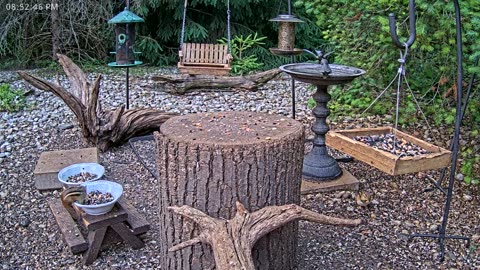 LIVE 24/7 Indiana Birds, Squirrels and Wildlife Feeder Cam