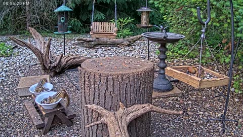 LIVE 24/7 Indiana Birds, Squirrels and Wildlife Feeder Cam