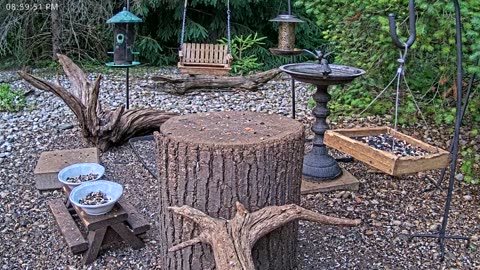 LIVE 24/7 Indiana Birds, Squirrels and Wildlife Feeder Cam