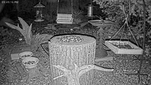 LIVE 24/7 Indiana Birds, Squirrels and Wildlife Feeder Cam