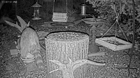 LIVE 24/7 Indiana Birds, Squirrels and Wildlife Feeder Cam