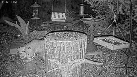 LIVE 24/7 Indiana Birds, Squirrels and Wildlife Feeder Cam