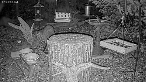 LIVE 24/7 Indiana Birds, Squirrels and Wildlife Feeder Cam