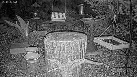 LIVE 24/7 Indiana Birds, Squirrels and Wildlife Feeder Cam