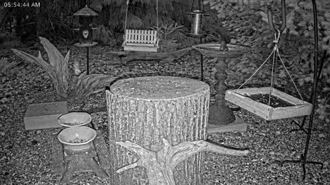 LIVE 24/7 Indiana Birds, Squirrels and Wildlife Feeder Cam