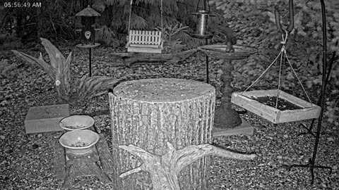 LIVE 24/7 Indiana Birds, Squirrels and Wildlife Feeder Cam