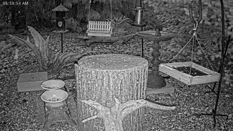 LIVE 24/7 Indiana Birds, Squirrels and Wildlife Feeder Cam