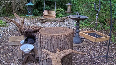 LIVE 24/7 Indiana Birds, Squirrels and Wildlife Feeder Cam