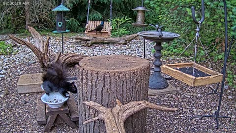 LIVE 24/7 Indiana Birds, Squirrels and Wildlife Feeder Cam