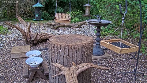 LIVE 24/7 Indiana Birds, Squirrels and Wildlife Feeder Cam