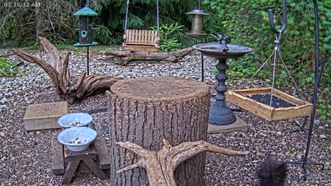 LIVE 24/7 Indiana Birds, Squirrels and Wildlife Feeder Cam