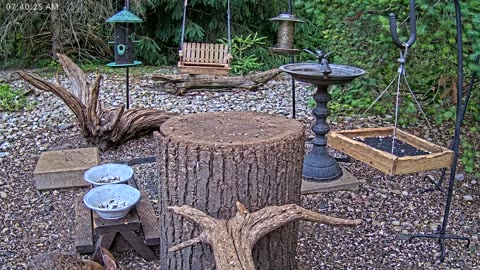 LIVE 24/7 Indiana Birds, Squirrels and Wildlife Feeder Cam