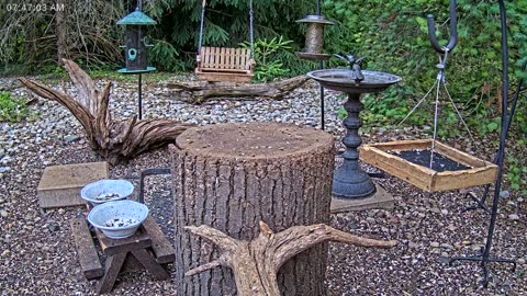 LIVE 24/7 Indiana Birds, Squirrels and Wildlife Feeder Cam