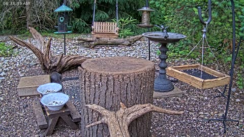 LIVE 24/7 Indiana Birds, Squirrels and Wildlife Feeder Cam