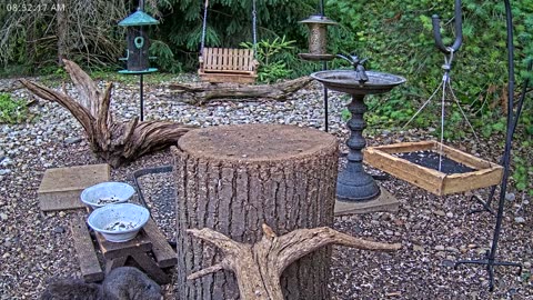 LIVE 24/7 Indiana Birds, Squirrels and Wildlife Feeder Cam