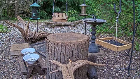 LIVE 24/7 Indiana Birds, Squirrels and Wildlife Feeder Cam
