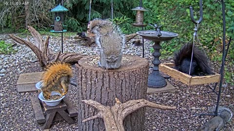 LIVE 24/7 Indiana Birds, Squirrels and Wildlife Feeder Cam