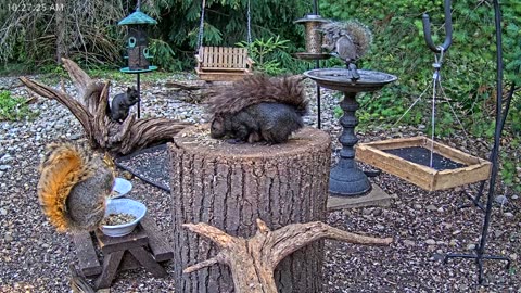 LIVE 24/7 Indiana Birds, Squirrels and Wildlife Feeder Cam