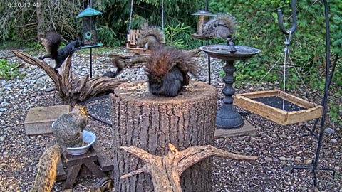 LIVE 24/7 Indiana Birds, Squirrels and Wildlife Feeder Cam