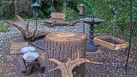 LIVE 24/7 Indiana Birds, Squirrels and Wildlife Feeder Cam