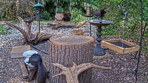 LIVE 24/7 Indiana Birds, Squirrels and Wildlife Feeder Cam