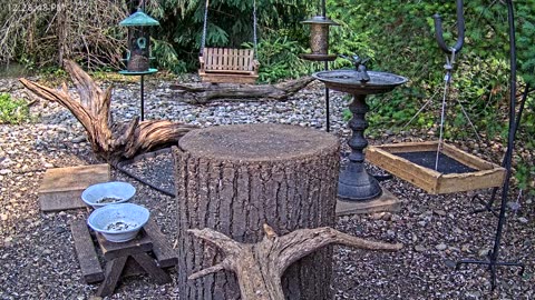 LIVE 24/7 Indiana Birds, Squirrels and Wildlife Feeder Cam