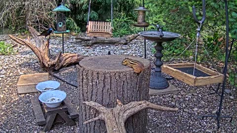LIVE 24/7 Indiana Birds, Squirrels and Wildlife Feeder Cam