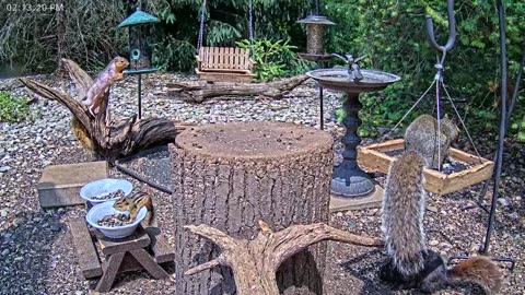 LIVE 24/7 Indiana Birds, Squirrels and Wildlife Feeder Cam