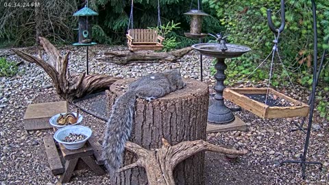 LIVE 24/7 Indiana Birds, Squirrels and Wildlife Feeder Cam