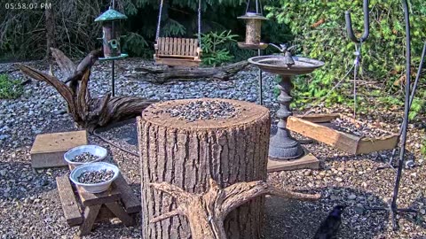 LIVE 24/7 Indiana Birds, Squirrels and Wildlife Feeder Cam