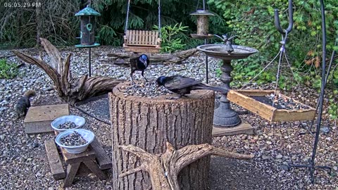 LIVE 24/7 Indiana Birds, Squirrels and Wildlife Feeder Cam
