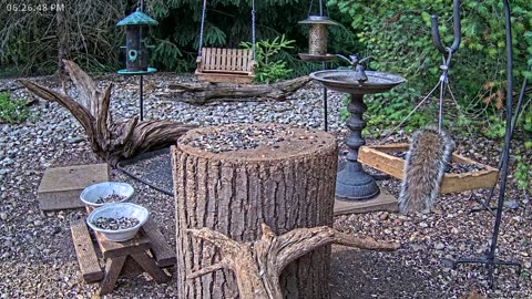 LIVE 24/7 Indiana Birds, Squirrels and Wildlife Feeder Cam