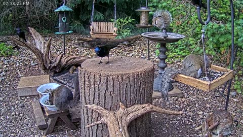 LIVE 24/7 Indiana Birds, Squirrels and Wildlife Feeder Cam