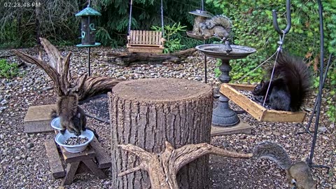LIVE 24/7 Indiana Birds, Squirrels and Wildlife Feeder Cam