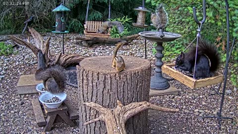 LIVE 24/7 Indiana Birds, Squirrels and Wildlife Feeder Cam