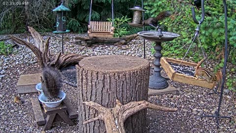 LIVE 24/7 Indiana Birds, Squirrels and Wildlife Feeder Cam