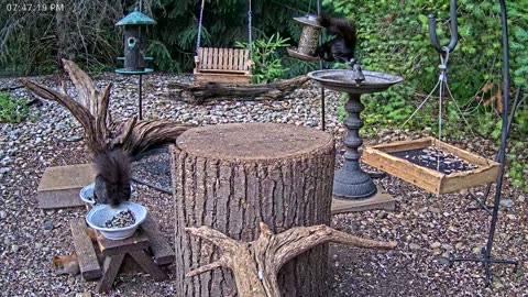 LIVE 24/7 Indiana Birds, Squirrels and Wildlife Feeder Cam