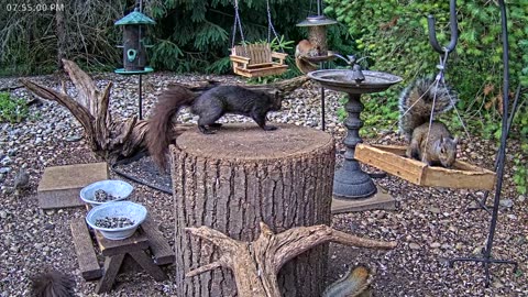 LIVE 24/7 Indiana Birds, Squirrels and Wildlife Feeder Cam