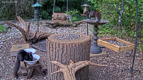 LIVE 24/7 Indiana Birds, Squirrels and Wildlife Feeder Cam