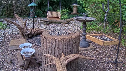 LIVE 24/7 Indiana Birds, Squirrels and Wildlife Feeder Cam