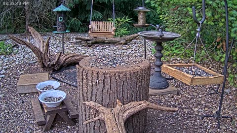 LIVE 24/7 Indiana Birds, Squirrels and Wildlife Feeder Cam