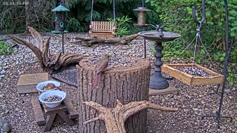 LIVE 24/7 Indiana Birds, Squirrels and Wildlife Feeder Cam