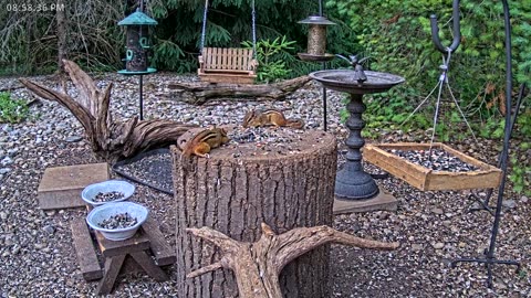 LIVE 24/7 Indiana Birds, Squirrels and Wildlife Feeder Cam