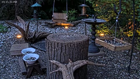 LIVE 24/7 Indiana Birds, Squirrels and Wildlife Feeder Cam