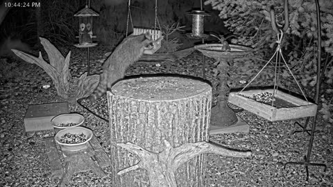 LIVE 24/7 Indiana Birds, Squirrels and Wildlife Feeder Cam