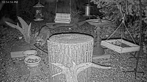 LIVE 24/7 Indiana Birds, Squirrels and Wildlife Feeder Cam
