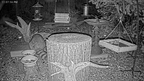 LIVE 24/7 Indiana Birds, Squirrels and Wildlife Feeder Cam