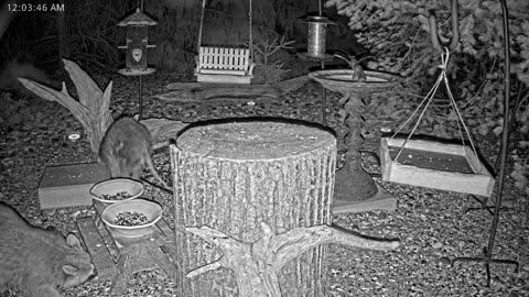 LIVE 24/7 Indiana Birds, Squirrels and Wildlife Feeder Cam