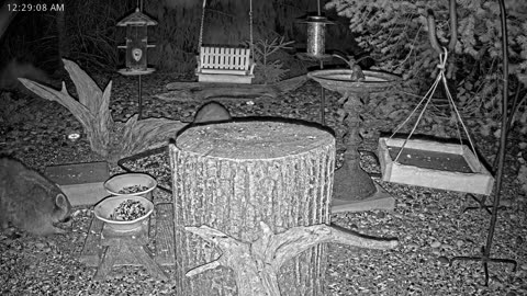 LIVE 24/7 Indiana Birds, Squirrels and Wildlife Feeder Cam